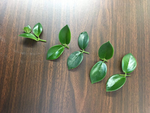 The Plant Farm Houseplants Aeschynanthus Lipstick Mona Lisa, Cutting x5