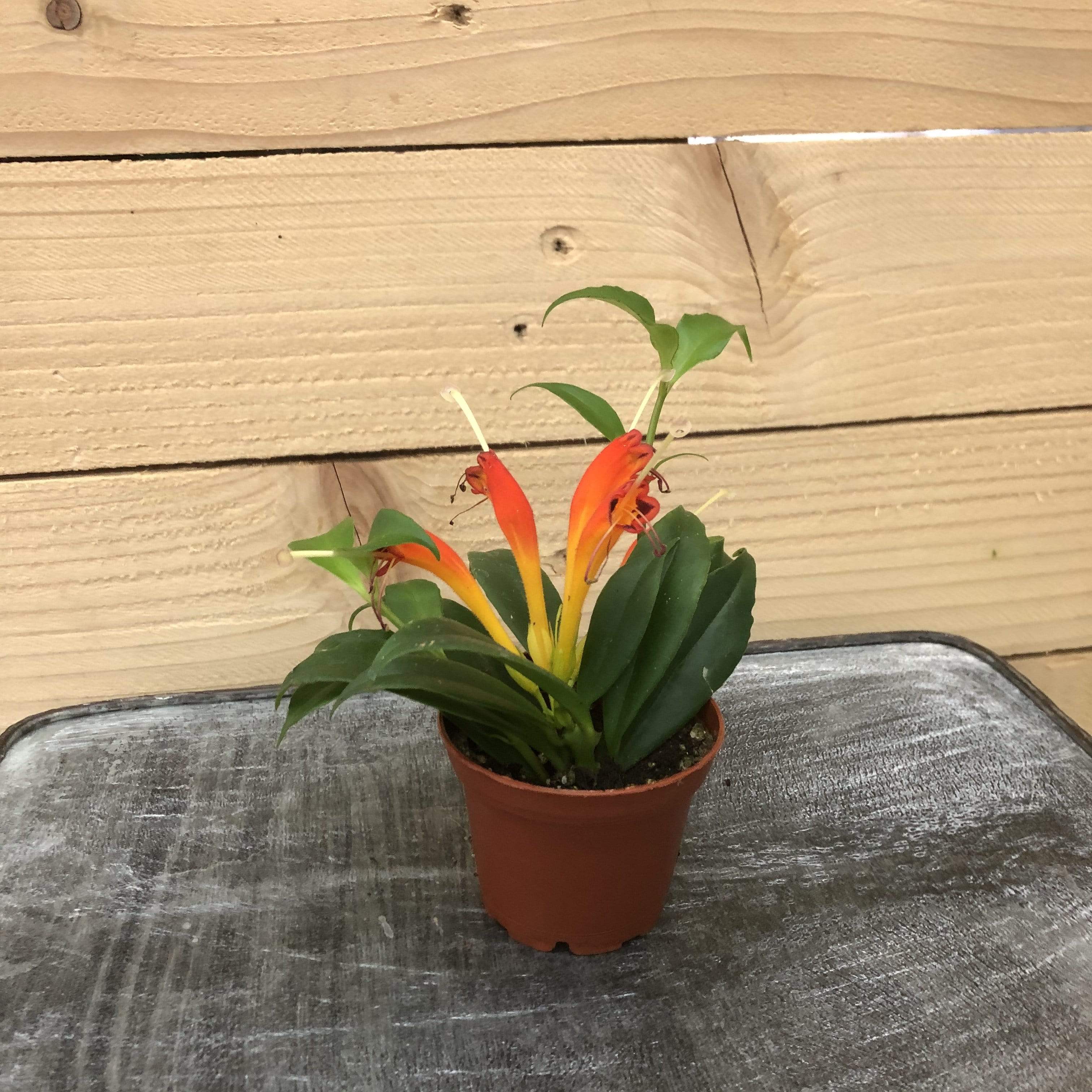 house plant with orange blooms Aeschynanthus Lipstick Orange, 2" Plant, The Plant Farm