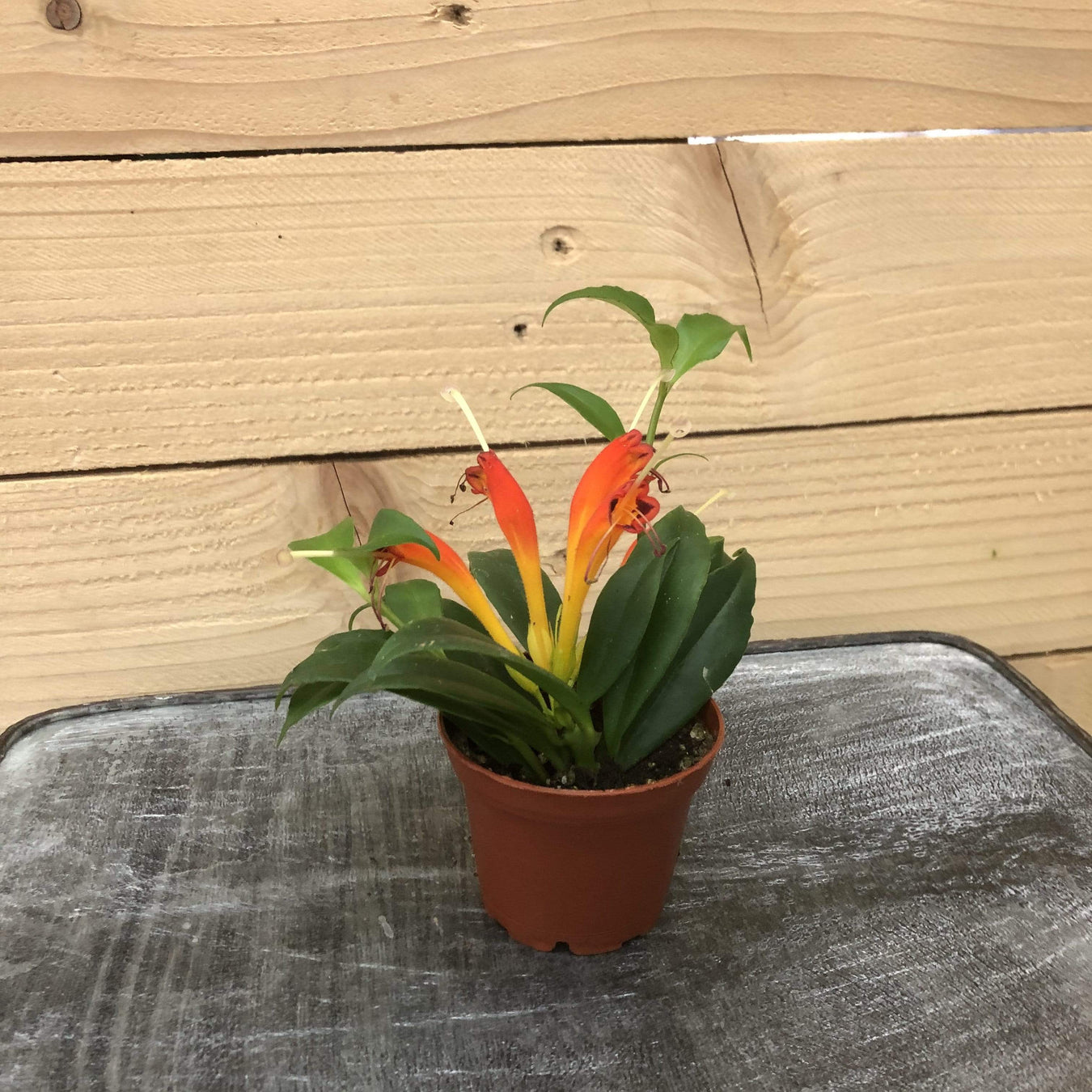 Easy Care Plants