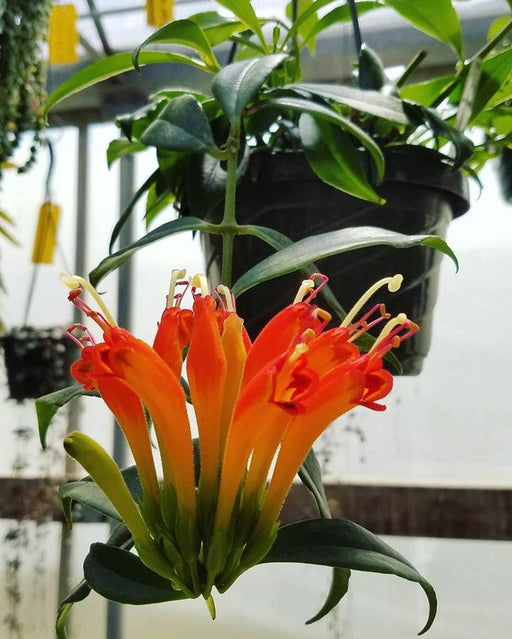 The Plant Farm Houseplants Aeschynanthus Lipstick Orange, 6" Plant