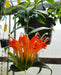 The Plant Farm Houseplants Aeschynanthus Lipstick Orange, 6" Plant