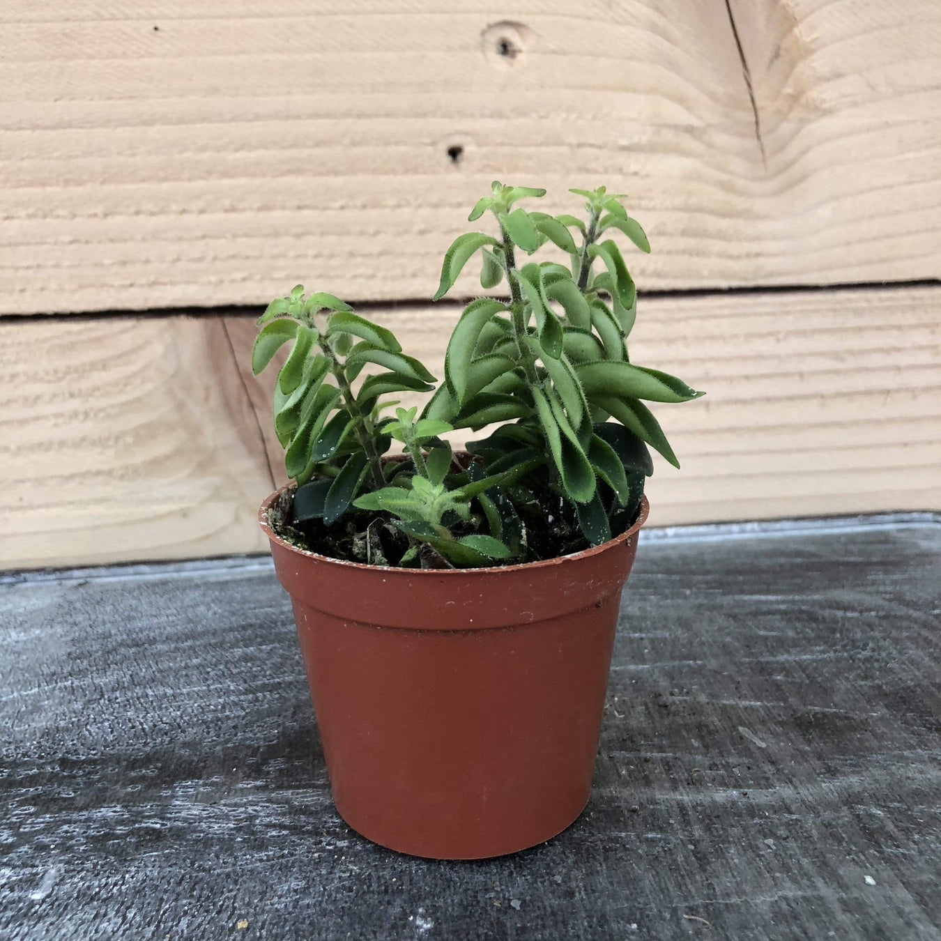 Easy Care Plants