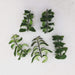 The Plant Farm Houseplants Aeschynanthus Lipstick Twister, Cuttings x5