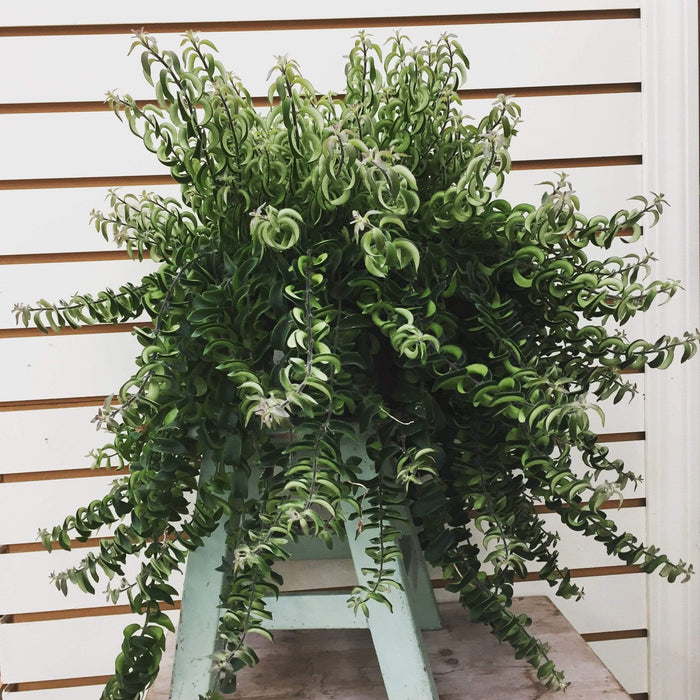 twisted house plant Aeschynanthus Lipstick Twister, Cuttings x5