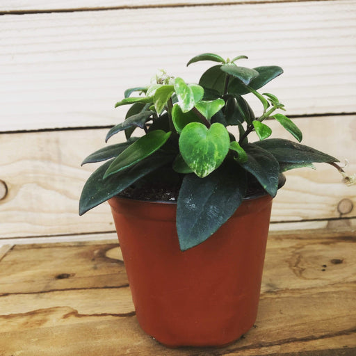The Plant Farm Houseplants Aeschynanthus Lipstick Variegated, 4" Plant