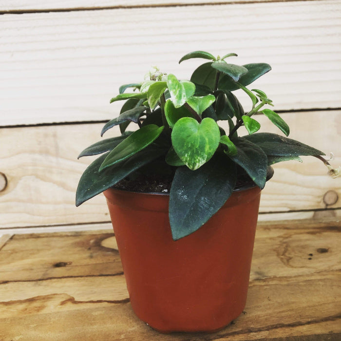 The Plant Farm Houseplants Aeschynanthus Lipstick Variegated, 4" Plant