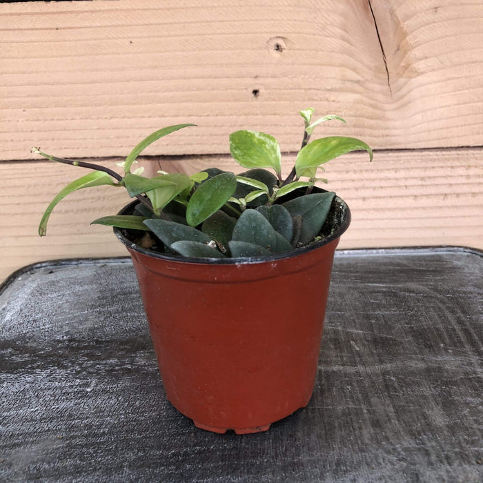 The Plant Farm Houseplants Aeschynanthus Lipstick Variegated, 4" Plant