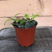 The Plant Farm Houseplants Aeschynanthus Lipstick Variegated, 4" Plant