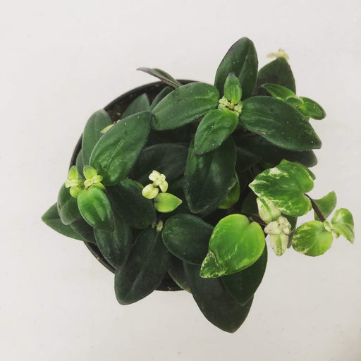 The Plant Farm Houseplants Aeschynanthus Lipstick Variegated, 4" Plant