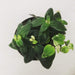 The Plant Farm Houseplants Aeschynanthus Lipstick Variegated, 4" Plant