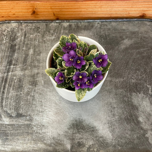 The Plant Farm Houseplants African Violet, 2" Gift Set