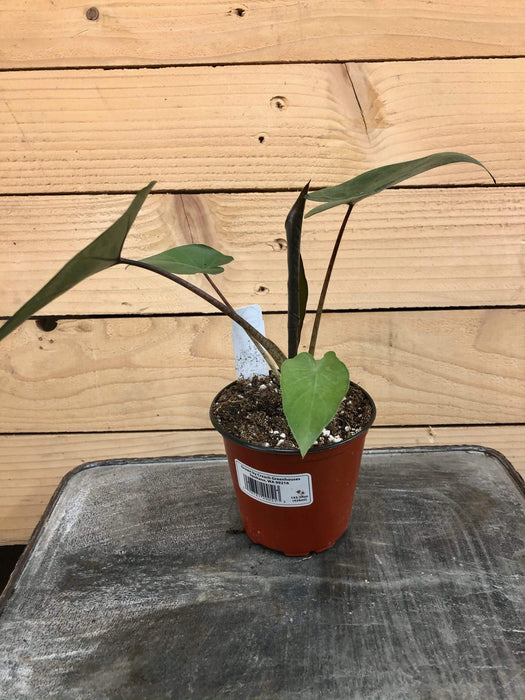 The Plant Farm Houseplants Alocasia Metalhead, 4" Plant