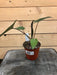 The Plant Farm Houseplants Alocasia Metalhead, 4" Plant