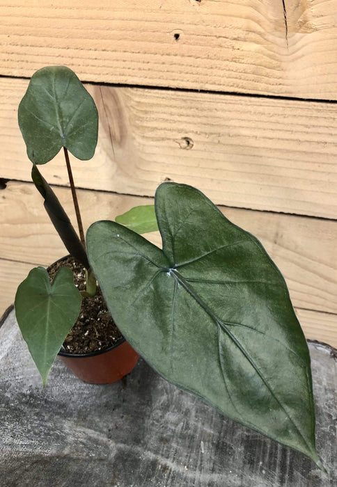 The Plant Farm Houseplants Alocasia Metalhead, 4" Plant