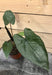 The Plant Farm Houseplants Alocasia Metalhead, 4" Plant