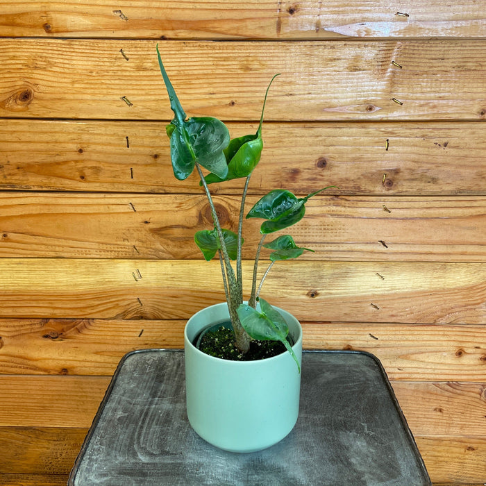 The Plant Farm Houseplants Alocasia Stingray, 4” Plant