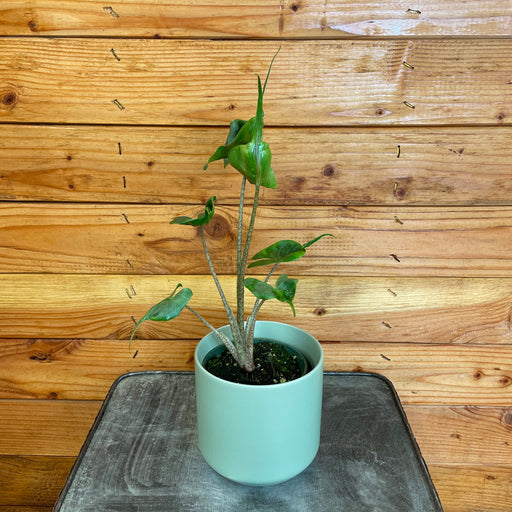 The Plant Farm Houseplants Alocasia Stingray, 4” Plant