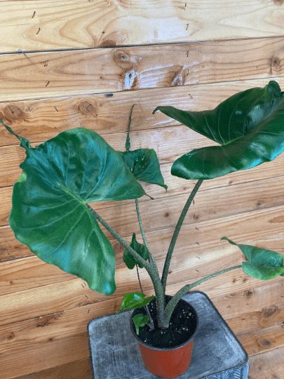 The Plant Farm Houseplants Alocasia Stingray, 6” Plant