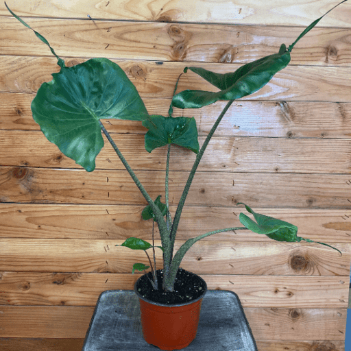 The Plant Farm Houseplants Alocasia Stingray, 6” Plant