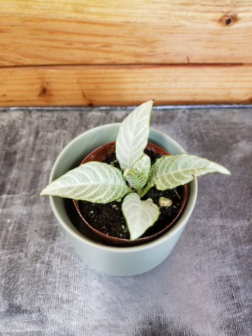 The Plant Farm Houseplants Aphelandra Variegated Zebrina, 2" Plant