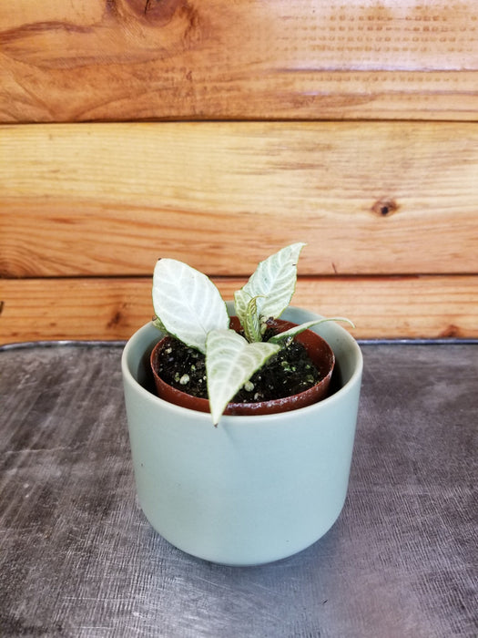 The Plant Farm Houseplants Aphelandra Variegated Zebrina, 2" Plant