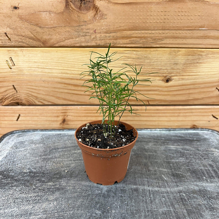 house plant with needle like leaves Asparagus Densiflorus Sprengeri Fern, 2" Plant