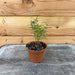 The Plant Farm Houseplants Asparagus Densiflorus Sprengeri Fern, 2" Plant