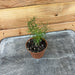 The Plant Farm Houseplants Asparagus Densiflorus Sprengeri Fern, 2" Plant