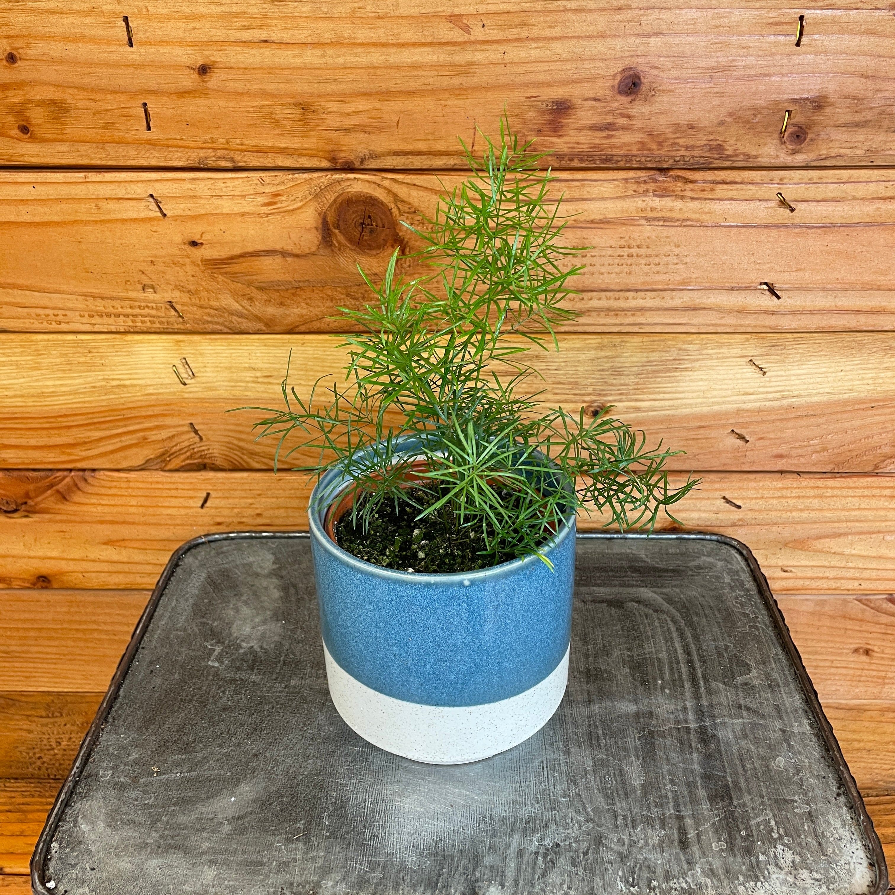 Asparagus Fern (Asparagus densiflorus)