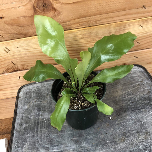 The Plant Farm Houseplants Asplenium Bird's Nest Fern, 4" Plant