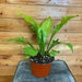 The Plant Farm Houseplants Asplenium Bird's Nest Fern, 6" Plant