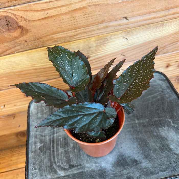 angel wing house plant Begonia Angel Wing Lynda Dawn, 4” Plant — The Plant Farm®