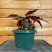 The Plant Farm Houseplants Begonia Angel Wing Lynda Dawn, 6” Plant