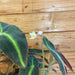 The Plant Farm Houseplants Begonia Listada, 6" Plant