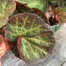 The Plant Farm Houseplants Begonia Manaus, 6" Plant