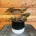 The Plant Farm Houseplants Begonia Rex Burkillii, 4" Plant