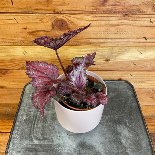 The Plant Farm Houseplants Begonia Rex Jurassic Red Splash, 4" Plant