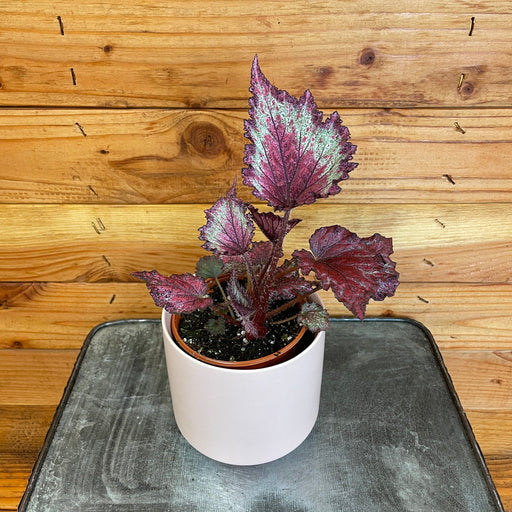 The Plant Farm Houseplants Begonia Rex Jurassic Red Splash, 4" Plant