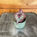 The Plant Farm® Houseplants Begonia Rex Nautilus Supreme, 2" Plant