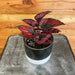 The Plant Farm Houseplants Begonia Rex Red Robin, 4" Plant