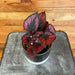 The Plant Farm Houseplants Begonia Rex Red Robin, 4" Plant