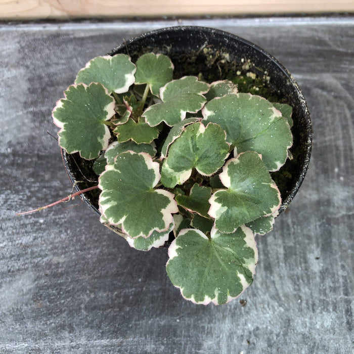 The Plant Farm Houseplants Begonia Strawberry Variegated, 4" Plant