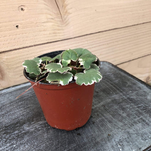 The Plant Farm Houseplants Begonia Strawberry Variegated, 4" Plant