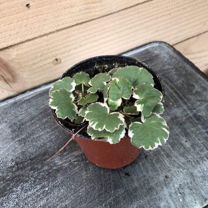 The Plant Farm Houseplants Begonia Strawberry Variegated, 4" Plant