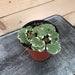 The Plant Farm Houseplants Begonia Strawberry Variegated, 4" Plant