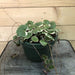The Plant Farm Houseplants Begonia Strawberry Variegated, 6" Plant