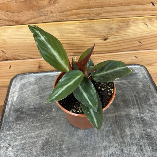 The Plant Farm Houseplants Calathea Sanguinea, 4" Plant