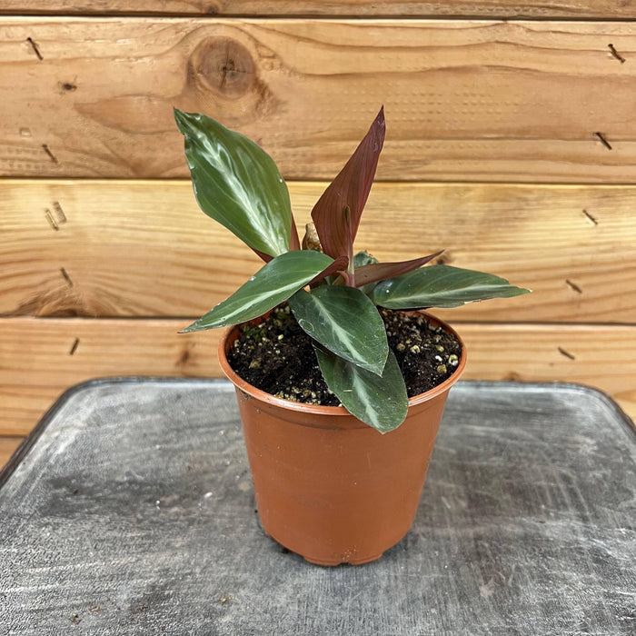 The Plant Farm Houseplants Calathea Sanguinea, 4" Plant