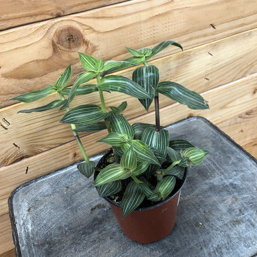 The Plant Farm Houseplants Callisia Elegans, 4" Plant