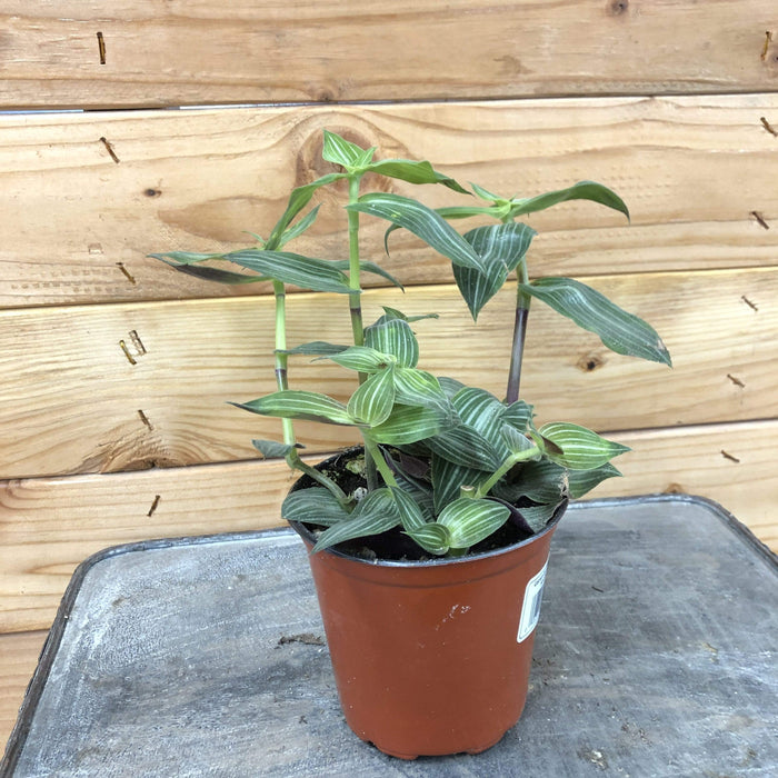 The Plant Farm Houseplants Callisia Elegans, 4" Plant